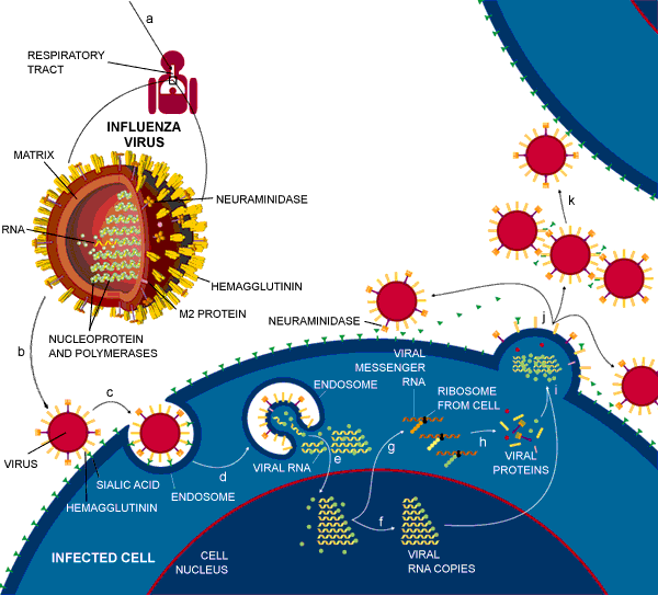 Ο κύκλος ζωής του ιού της γρίππης Οι βασικοί