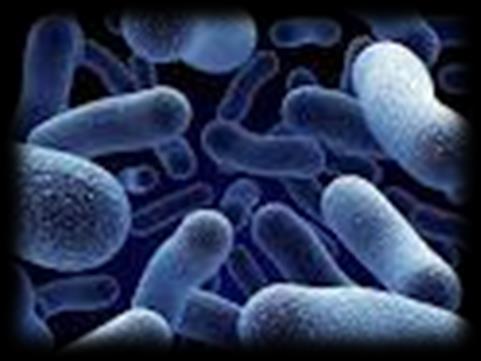 ο ρόλος των βακτηρίων τα περισσότερα είδη ασκούν ωφέλιμη δράση σαπρόφυτα ζυμώσεις ( γαλακτοβιομηχανία) παραγωγή