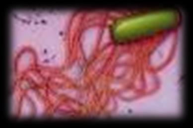 μαστίγια μαστίγια ή βλεφαρίδες: λεπτότατες ίνες