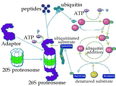 Εικόνα 4: Σύστηµα ουβικουϊτίνης-πρωτεοσώµατος (http://virtuallaboratory.colorado.edu/biofundamentals/lecturenotes/allgraphics/prote osome.