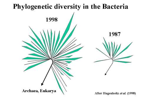 Τα βακτήρια αποτελούν ίσως το πιο τρανταχτό παράδειγμα αυτού του περιορισμού, στα οποία το 99% των ειδών δεν μπορούν να καλλιεργηθούν εργαστηριακά.