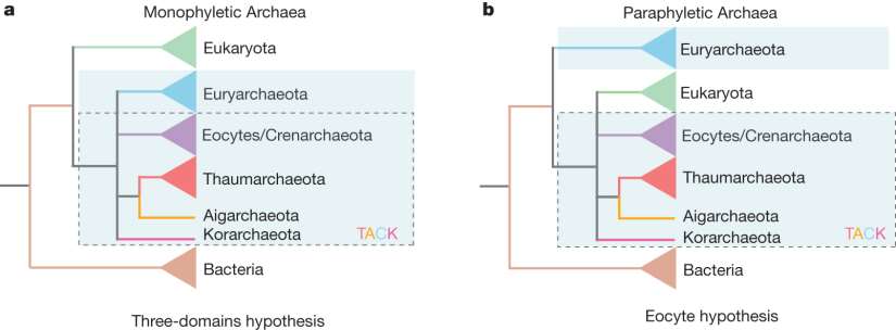 Competing hypotheses for the origin of the eukaryotic