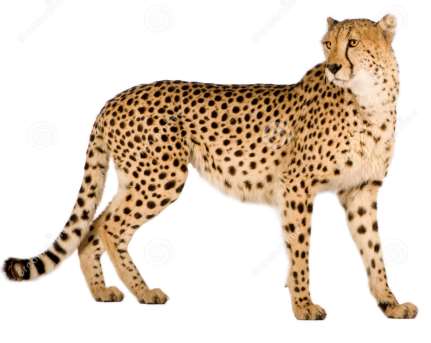 Ο Γατόπαρδος (Acinonyx jubatus) είναι σαρκοφάγο θηλαστικό της υποοικογενείας των αιλουριδών και αποτελεί μία χαρισματική (μεγάλη) γάτα.