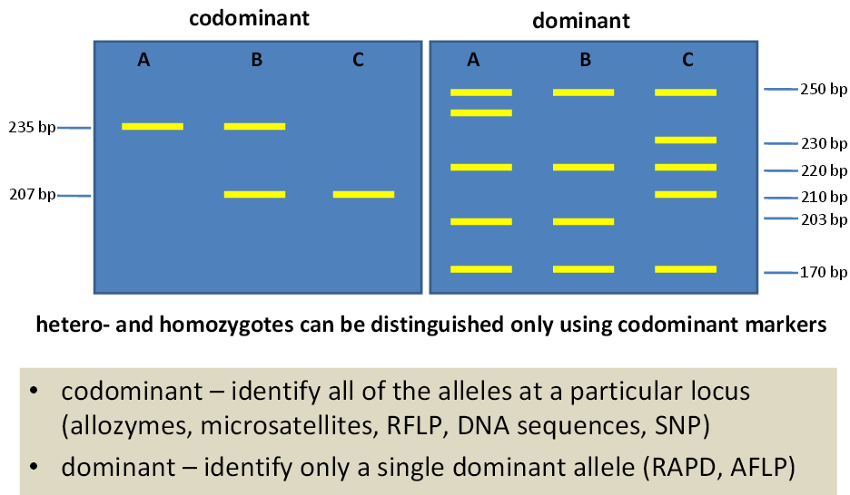 4. Multilocus ή single-locus? Κυρίαρχοι ή συγκυριάρχοι? Κυρίαρχοι δείκτες (RAPDs, AFLPs, SMPLs) επιτρέπουν την ανάλυση πολλών τόπων ταυτόχρονα.