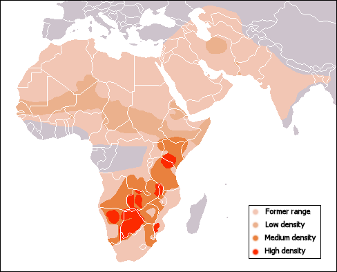 Οι Γατόπαρδοι της Νότιας Αφρικής εμφανίζουν σχεδόν μηδενική γενετική ποικιλότητα!
