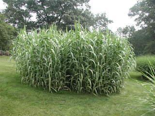 4.2. Arundo Donax L. Πεξηγξαθή ηνπ θπηνύ Arundo Donax L. (Καιακηνύ) Εηθόλα 4. Φπηό Καιακηνύ Ζ θαιακηά είλαη έλα πνιπεηέο C3 θπηφ πνπ αλήθεη ζηελ νηθνγέλεηα Poaceae.