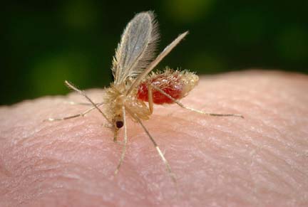 Μη δηλητηριώδη έντομα: Αν και συνήθως το μόνο που προκαλούν με τα τσιμπήματά τους είναι έντονος κνησμός, εν τούτοις έχουν αποδειχθεί επικίνδυνα για τη