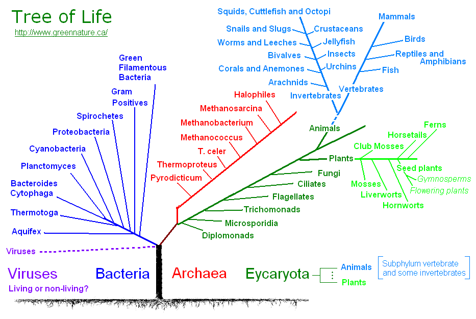 Tree of