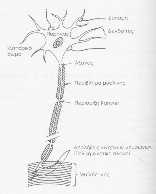 Νευρώνας Λήψη, Ερμηνεία, Μεταφορά ηλεκτρικών παλμών. Δενδρίτες: λήψη ερεθισμάτων/ σημάτων από άλλους νευρώνες. Συνάψεις: σημεία επαφής.
