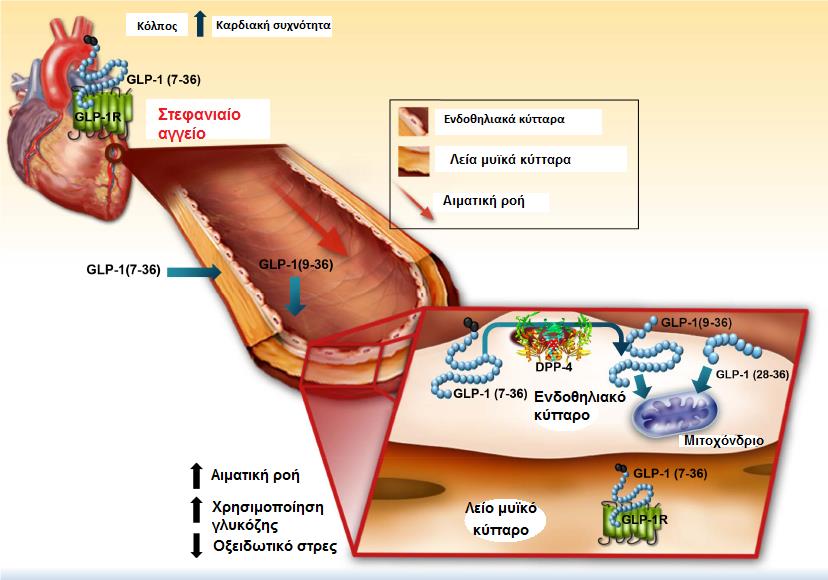 νευρικών οδών που εξαρτώνται από τους υποδοχείς GLP-1, αλλά και με απευθείας δράση του GLP-1 σε όργανα στόχους.