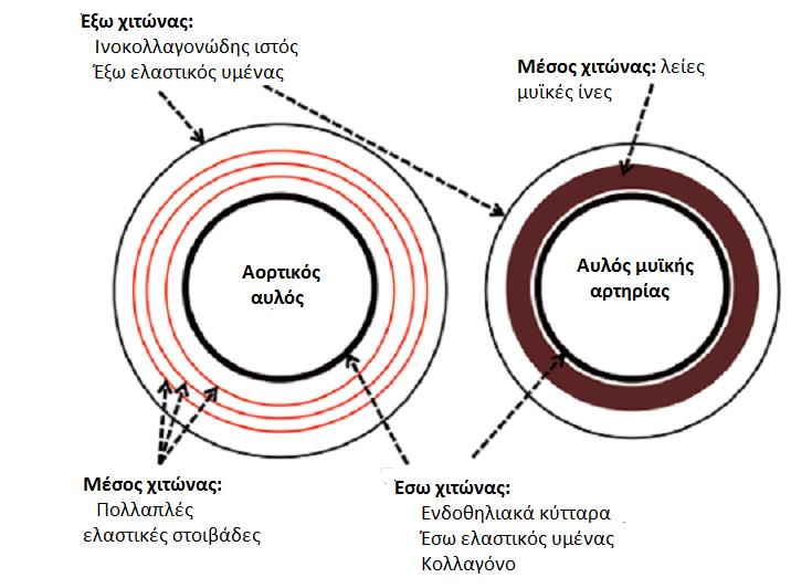Εικόνα 12: Ελαστικές και μυϊκές αρτηρίες 244 Ο ρόλος του κολλαγόνου και της ελαστίνης Η διατασιμότητα του αρτηριακού τοιχώματος εξαρτάται από την περιεκτικότητά του σε κολλαγόνο και ελαστίνη.