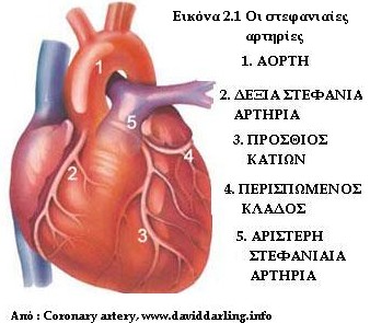 2. ΠΑΘΟΦΥΣΙΟΛΟΓΙΑ 2.1. Στοιχεία φυσιολογίας Η λειτουργία της καρδιάς είναι η προώθηση του αίματος σε όλα τα όργανα και τους ιστούς του σώματος.