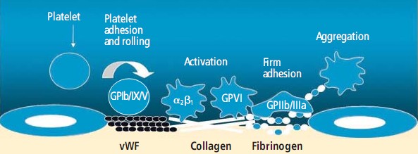 Εικόνα 6.1. Ενεργοποίηση και συσσώρευση αιμοπεταλίων σε θέσεις αγγειακού τραυματισμού Από: Kottke-Marchant K. Importance of platelets and platelet response in acute coronary syndromes.
