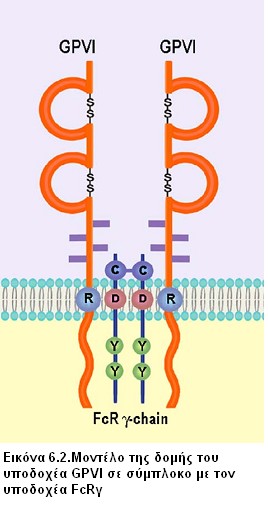 6.3. Δομή του υποδοχέα GPVI Ο υποδοχέας GPVI είναι ένα από τα σημαντικότερα μέλη της υπερ-οικογένειας των ανοσοσφαιρινών (Ig superfamily) και είναι ο κύριος ενεργοποιητής μέσω κολλαγόνου των