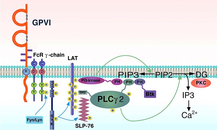 Από: Jung SM, Moroi M. Platelet glycoprotein VI.