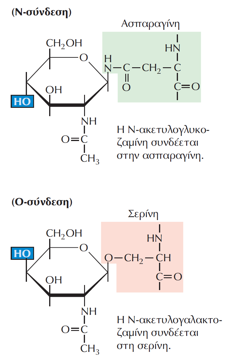 Μετα-μεταγραφικές τροποποιήσεις 2. Γλυκοζυλίωση Στην περίπτωση των Ν-συνδεδεμένων (N-linked) γλυκοπρωτεϊνών, οι υδατανθρακικές αλυσίδες συνδέονται σε κατάλοιπα ασπαραγίνης.