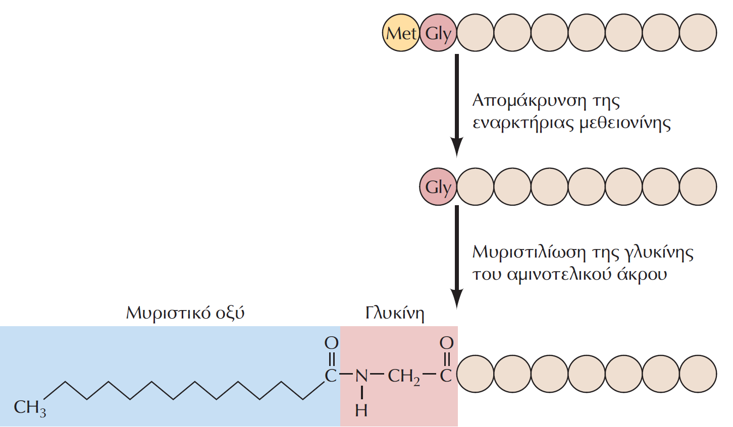 Μετα-μεταγραφικές τροποποιήσεις 3. Πρόσδεση λιπιδίων 1. Ν-μυριστιλίωση 2. Πρενυλίωση (CAAX) 3.