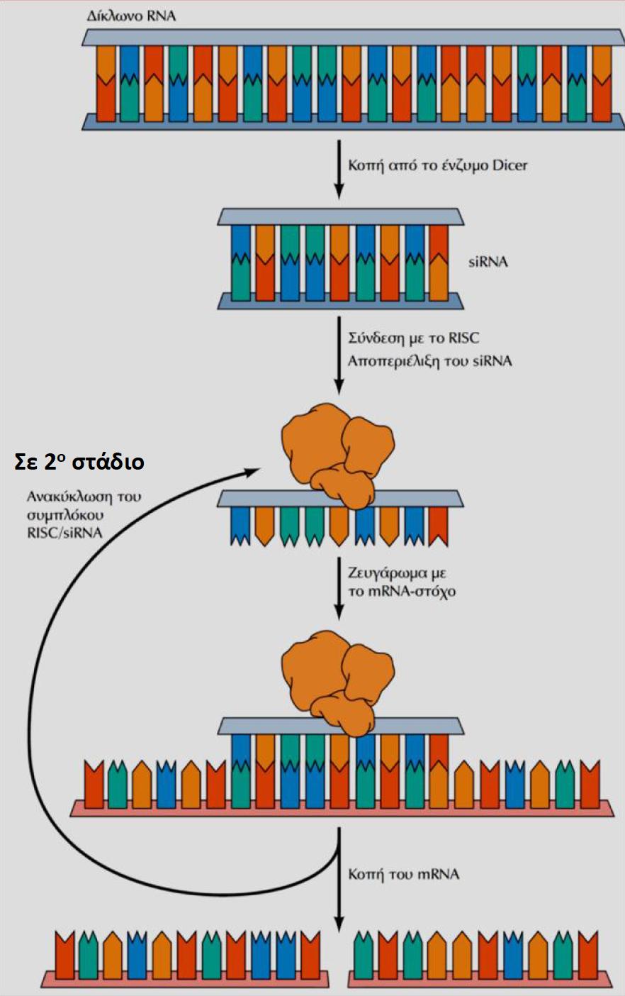 RNA induced Silencing Complex, RISC RNA Σύμπλοκο αποσιώπησης Ρύθμιση της μετάφρασης 5. Ρύθμιση από μη-κωδικά RNA Φαινόμενο περεμβολής RNA (RNA Interference, RNAi) 1.