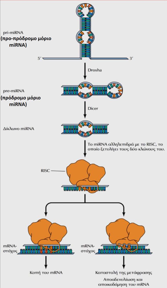 5. Ρύθμιση από μη-κωδικά RNA Ρύθμιση της μετάφρασης 5β. Η ρύθμιση της μετάφρασης από mirna 1. Tα προ-πρόδρομα mirna μεταγράφονται από την RNA πολυμεράση ΙΙ & έχουν μήκος ~70 νουκλεοτίδια 2.