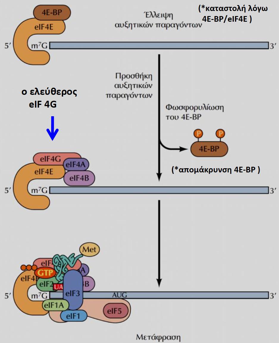 7. Οι Αυξητικοί Παράγοντες Ρύθμιση της μετάφρασης Ρυθμίζουν την ενεργότητα του eif4e, που προσδένεται στη καλύπτρα στο 5