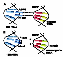 Εισαγωγή A1493 mrna A1492 16S rrna cognate trna near cognate trna Εικόνα 13. Σχηματική αναπαράσταση της αλληλεπίδρασης του ζεύγους mrna-trna με την Α περιοχή του ριβοσώματος.