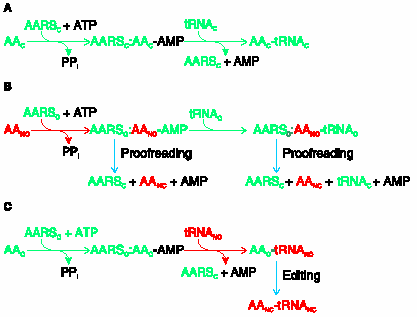 Εισαγωγή trna και το σχηματιζόμενο αμινοάκυλο-trna υδρολύεται προτού καν αλληλεπιδράσει με το mrna (Εικόνα 14Β, δεύτερο μισό). Αυτή η λειτουργία συμβαίνει λιγότερο συχνά σε σχέση με την πρώτη.