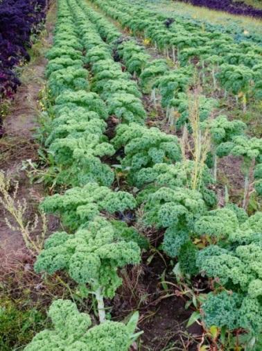 Εικόνα 15: Ελαιοκράμβη (Πηγή: http://www.cartinafinland.fi/en/picture/45110/brassica+oleracea.html) Για κάθε καλλιεργήσιμο εκτάριο απαιτούνται 800 έως 4.500 kg σπόρου.