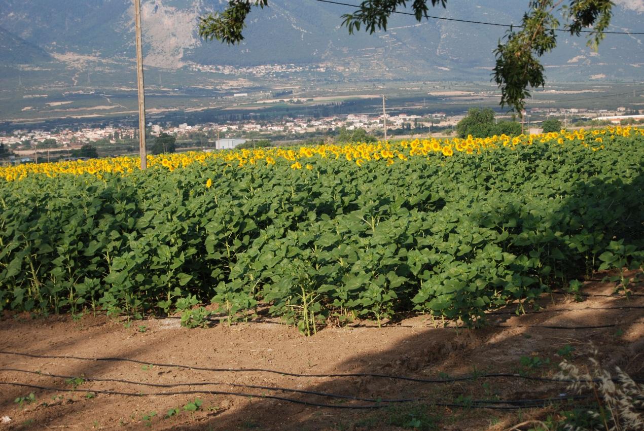 4.3.5. Ηλίανθος Ο ηλίανθος είναι ποώδες φυτό που αναπτύσσεται σε εύκρατα κλίματα.