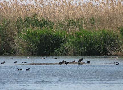 Ο στόχος λοιπόν για τις περιοχές Natura οι οποίες εξαρτώνται άµεσα από το νερό υδρόφιλα δηλαδή οικοσυστήµατα - που προκύπτει τόσο από την Οδηγία Πλαίσιο για τα Νερά όσο και από την Οδηγία Οικοτόπων (