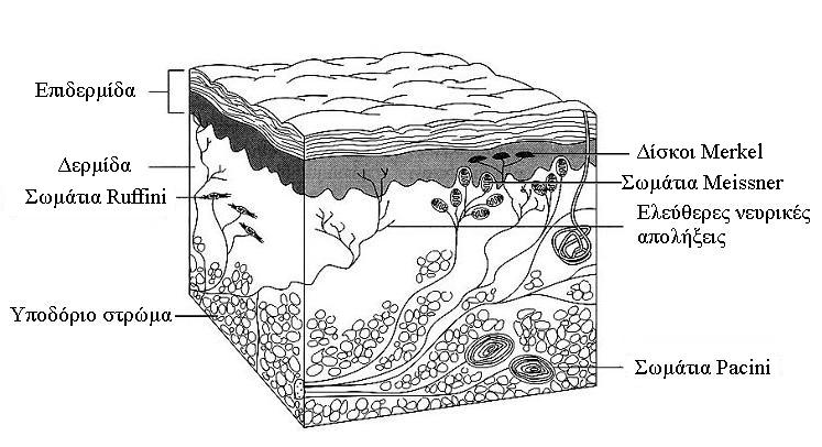 Εικόνα 1 Φυσιολογία του δέρµατος Το δέρµα (βλέπε Εικόνα 1) αποτελείται από τρία στρώµατα. Συγκεκριµένα, το πρώτο στρώµα είναι ένα εξωτερικό λεπτό στρώµα, χωρίς αγγεία, που ονοµάζεται επιδερµίδα.