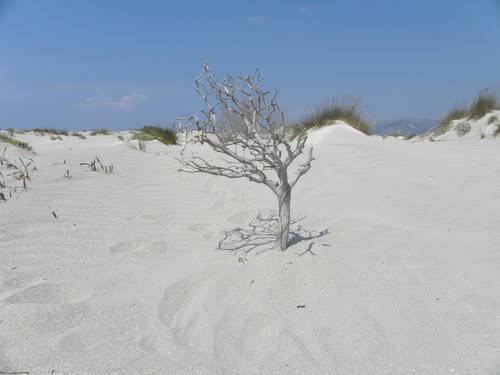 Εικόνα 4. Χαρακτηριστική εικόνα αμμοθινών στο Ελαφονήσι, Χανίων, [11] ] 1.