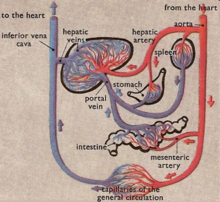 Opskrba krvlju a. hepatica -? v. portae -?