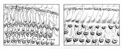 Εκεί γίνεται η μετατροπή της μηχανικής διέγερσης σε νευρικό ερεθισμό μέσω των τριχιδίων πού καλύπτουν το εσωτερικό του κοχλία.