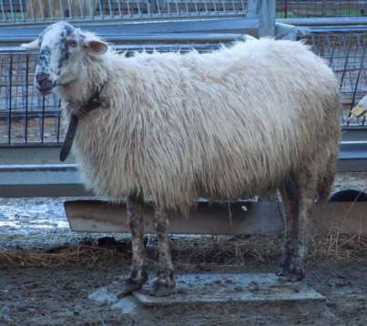 Καραγκούνικο πρόβατο 3/3 Παραγωγικές ιδιότητες Είναι πρόβατο σχετικά πρώιμο. Οι αμνάδες εισέρχονται στην ήβη στην ηλικία των 10 μηνών περίπου.