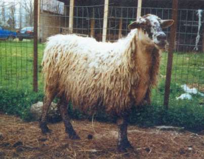 Βλάχικο πρόβατο 4/4 Η γαλακτοπαραγωγή των ελεγχόμενων Μπούτσικων προβάτων από το κέντρο Γενετικής Βελτίωσης Ιωαννίνων ανέρχεται γύρω στα 114 kg.