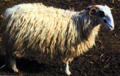 Πρόβατο Σφακίων 1/3 Εκτρέφεται στο δυτικό τμήμα της Κρήτης, κυρίως στο νομό Χανίων.