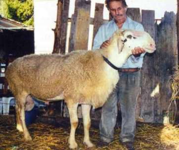 Πρόβατο Ζακύνθου 1/3 Στο ομώνυμο νησί υπάρχουν περίπου 550 πρόβατα.