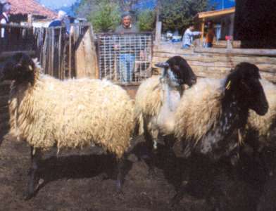 Πρόβατο Σερρών 2/3 Περιγραφικά στοιχεία Μέσου έως μεγάλου σωματικού μεγέθους. Υ.Α.: κριοί 75 cm, προβατίνες 67 cm. Σωματικό Βάρος: κριοί 85 kg, προβατίνες 61 kg.