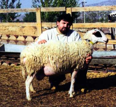 Πρόβατο Σκοπέλου 1/3 Εκτρέφεται κυρίως στη Σκόπελο, αλλά και στη Σκιάθο και στην περιοχή του Βελεστίνου, με συνολικό αριθμό 1800 περίπου προβάτων, ενώ άλλα 1000 πρόβατα περίπου