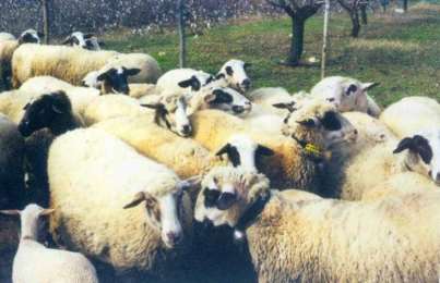Πρόβατο Σκοπέλου 3/3 Παραγωγικές ιδιότητες Η φυλή είναι πρώιμη. Οι τοκετοί είναι σε ποσοστό 60 έως 70% δίδυμοι.