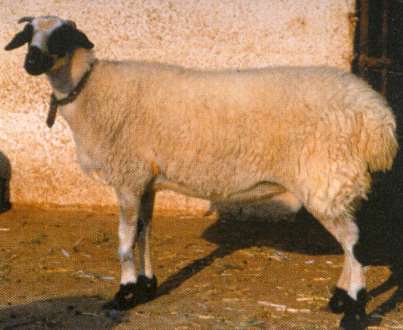 Πρόβατο Χίου 2/3 Περιγραφικά στοιχεία Από τα πιο μεγαλόσωμα ελληνικά πρόβατα, Υ.Α.: κριοί 84 cm, προβατίνες 76 cm.