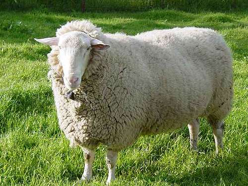 Φυλή Aνατολικής Φρισλανδίας Γερμανικό πρόβατο (Friesian) 1/7 Καταγωγή Κοιτίδα της φυλής η περιοχή της Ανατολικής Φρισλανδίας.
