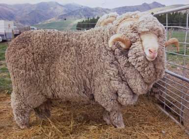 Μερινόμαλλα πρόβατα 1/7 Καταγωγή Κοιτίδα της φυλής είναι η Ισπανία.