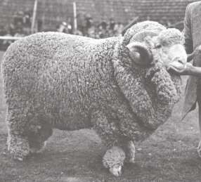 Μερινόμαλλα πρόβατα 2/7 Καταγωγή Τα Merinos εκτρέφονταν σε ποίμνια των 10.