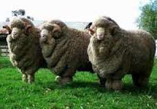 Μερινόμαλλα πρόβατα 7/7 Παραγωγικά χαρακτηριστικά Διάμετρος τρίχας αγγλικής φυλής Ryeland: 26 μ, Ισπανικό Merinos: 21-24 μ.