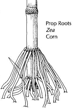 Brace roots Εικόνα 1.1.2. Οι εναέριες ρίζες του αραβοσίτου (Glim-Lacy et.