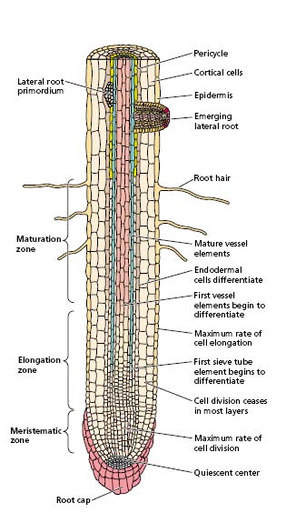 Εικόνα 1.1.3. Οι ζώνες ανάπτυξης της ρίζας (Taiz and Zeiger, Plant Physiology, 2006) Η ζώνη επιμήκυνσης είναι αυτή που ευθύνεται για την κάμψη της ρίζας.