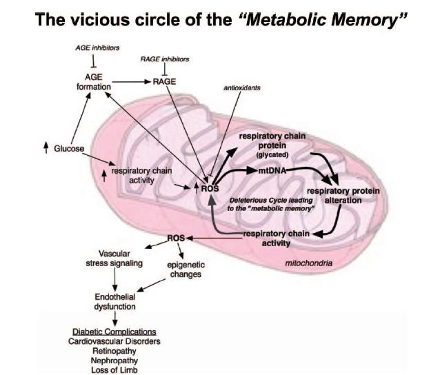 Metabolic memory Μοριακός μηχανισμός The Metabolic Memory : Is More Than Just Tight Glucose Control Necessary to Prevent Diabetic Complications?