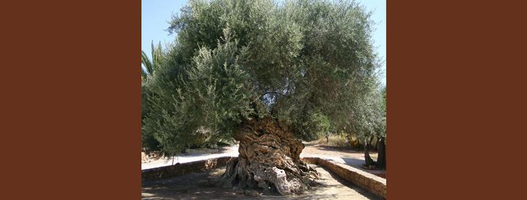 Ψηφιακή περιήγηση σε μουσειο 3D περιήγηση στο μουσείο