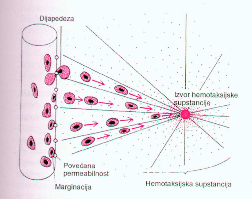 Antiinflamatorno delovanje kortizola Zapaljenje: oštećeno tkivo luči histamin, bradikinin, proteolitičke enzime,.